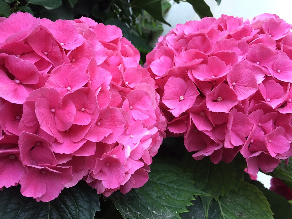 Hydrangea - Beautiful, colorful shrubs!