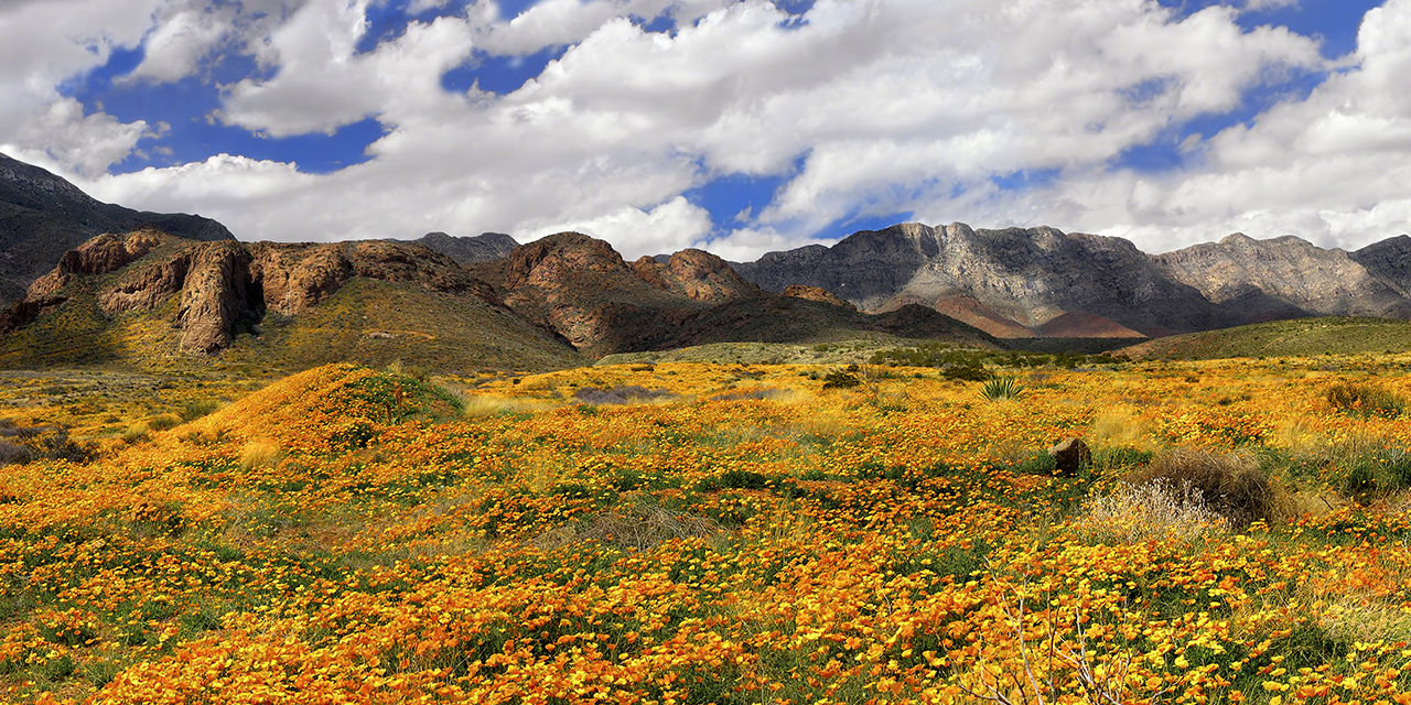 El Paso's 2017 Poppy Fest