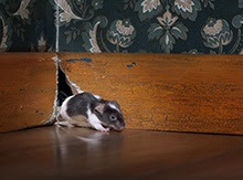 How to Keep Rodents out of Your Home