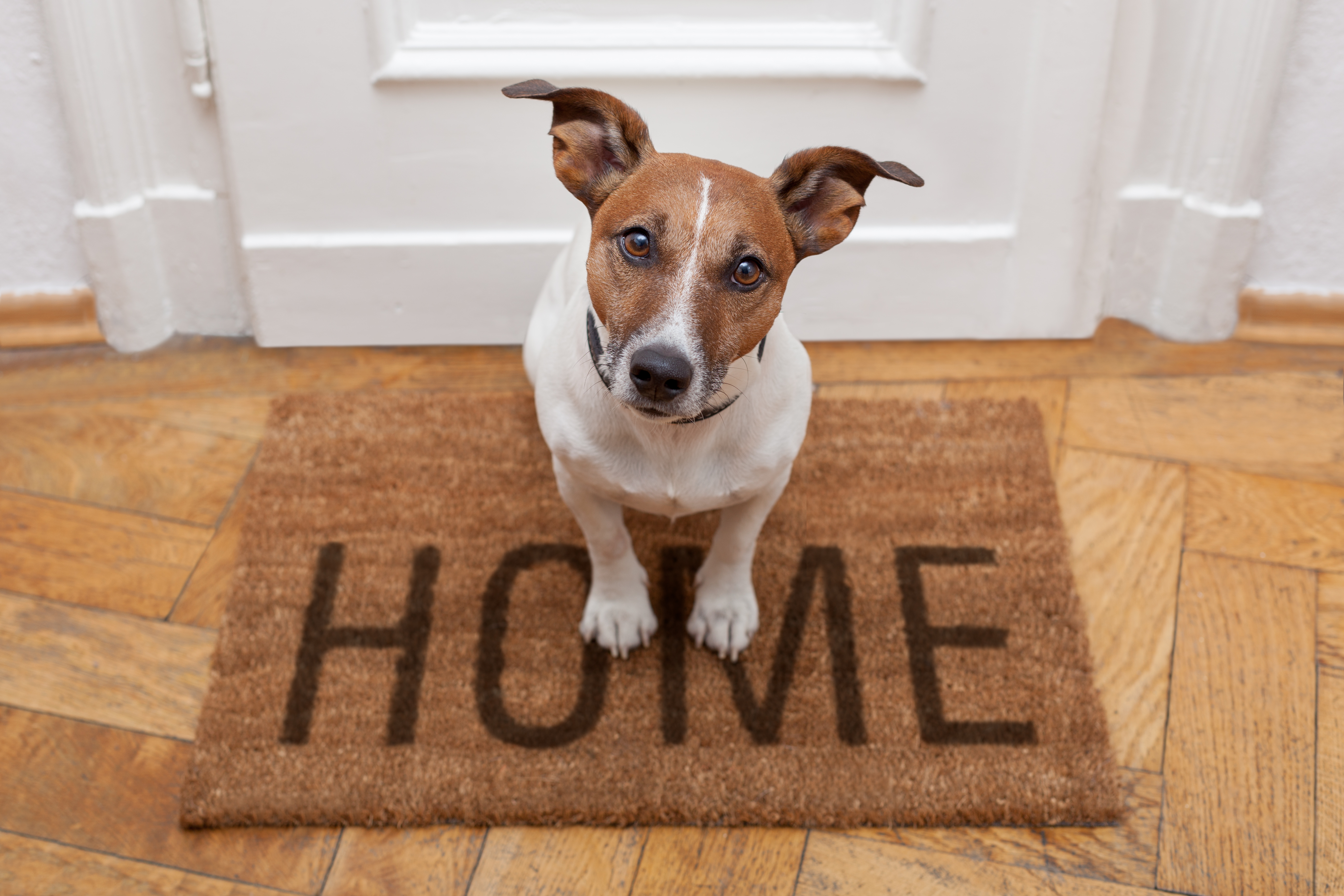 3 Easy Ways to Make Your Home More 'Pet Friendly'