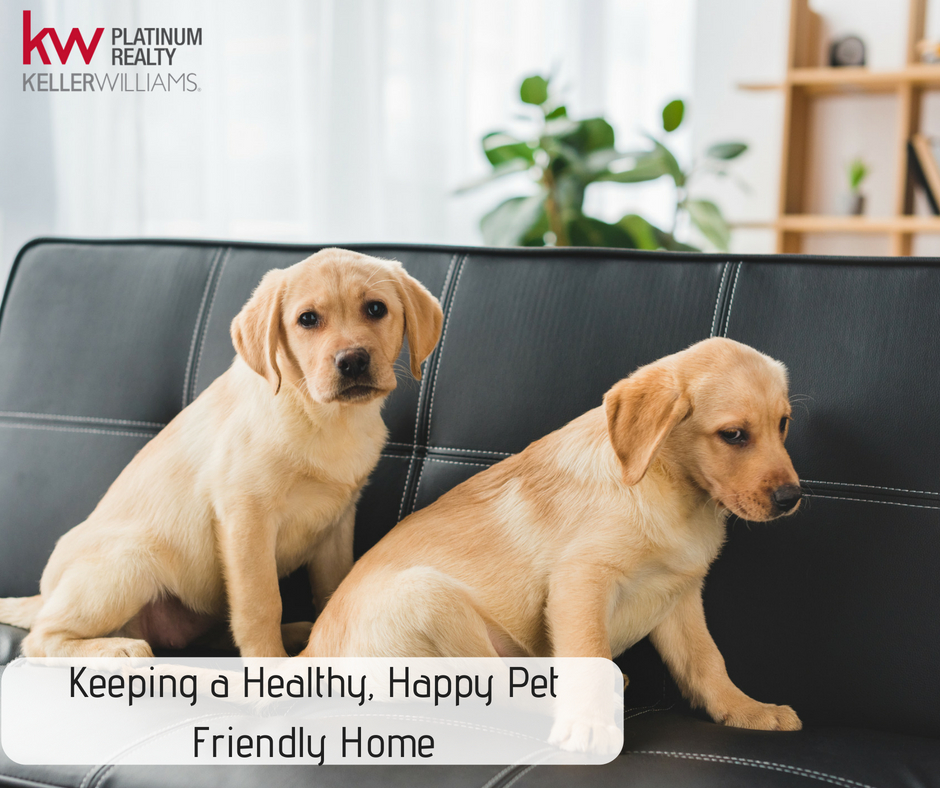 Keeping a Healthy, Happy Pet Friendly Home