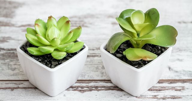 Real vs. Fake Plants: Which Is Better for Your Home?