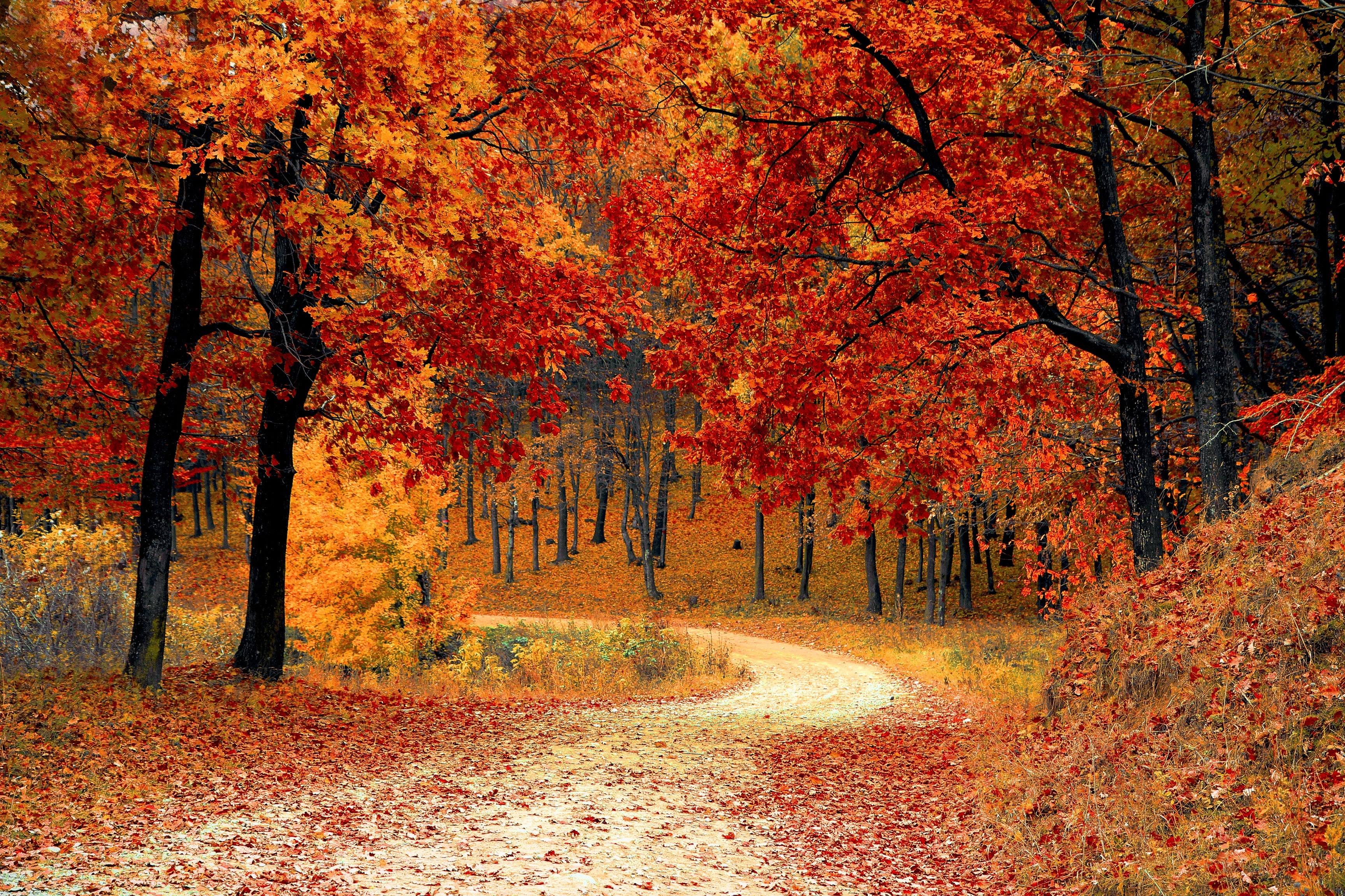 The Foliage Tours that are Too Convenient to Miss!