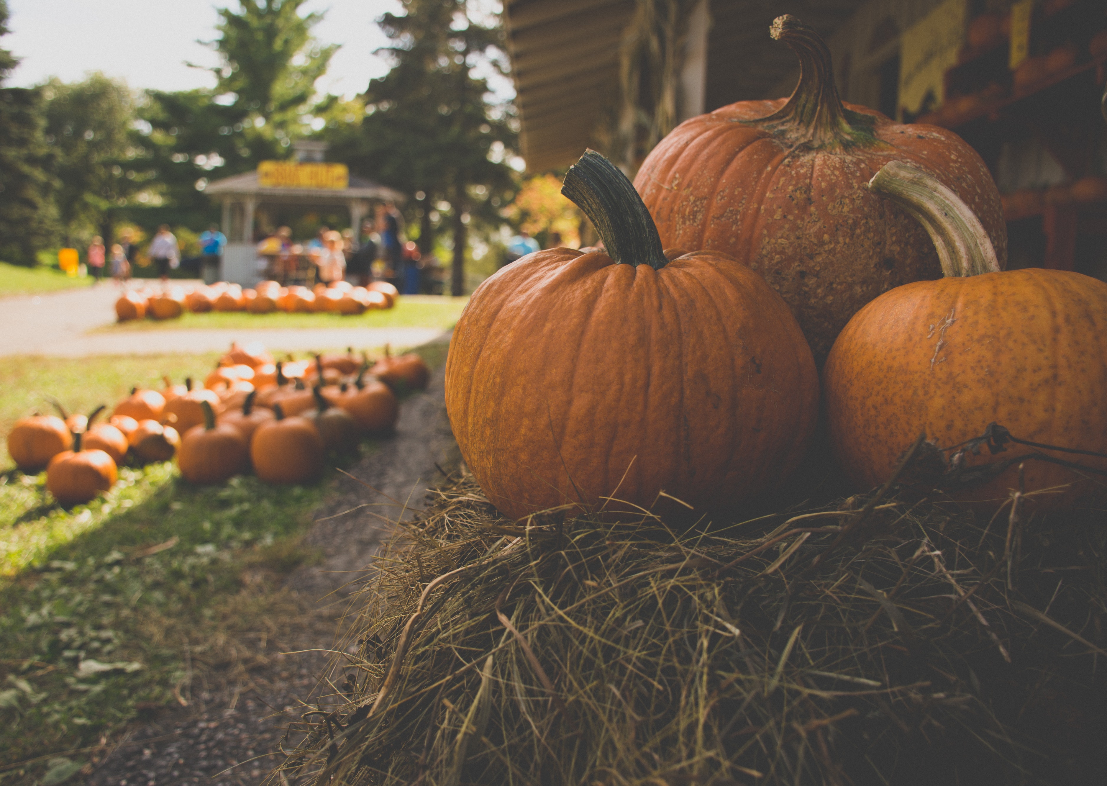 3 Must-Visit Pumpkin Patches