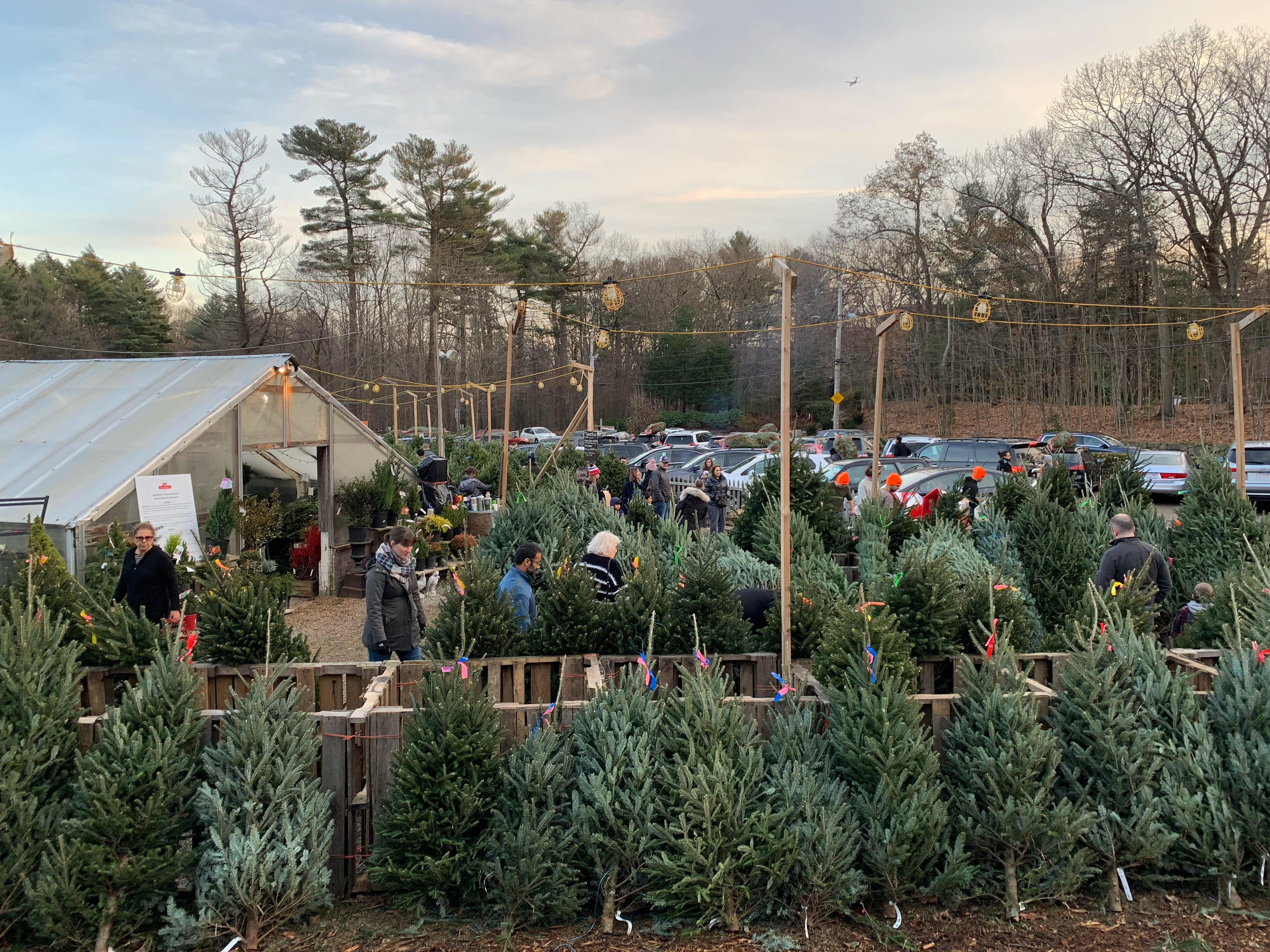 How to Shop for Your Christmas Tree