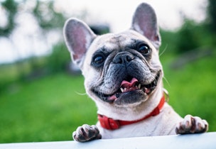 Summer Pet Safety Tips