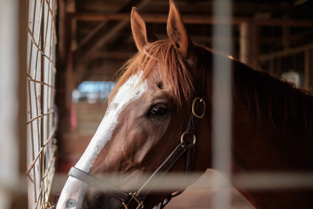 Horse Stuff This Weekend!