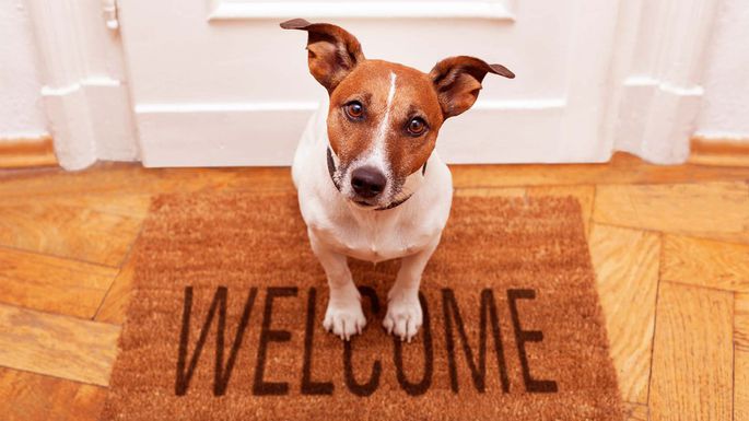 How Pets can help sell your home