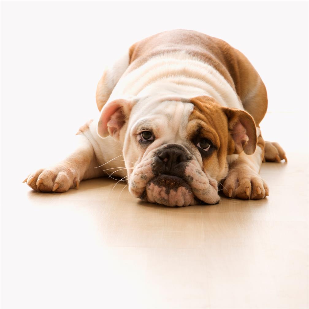 Do your pets love your home as much as you do?