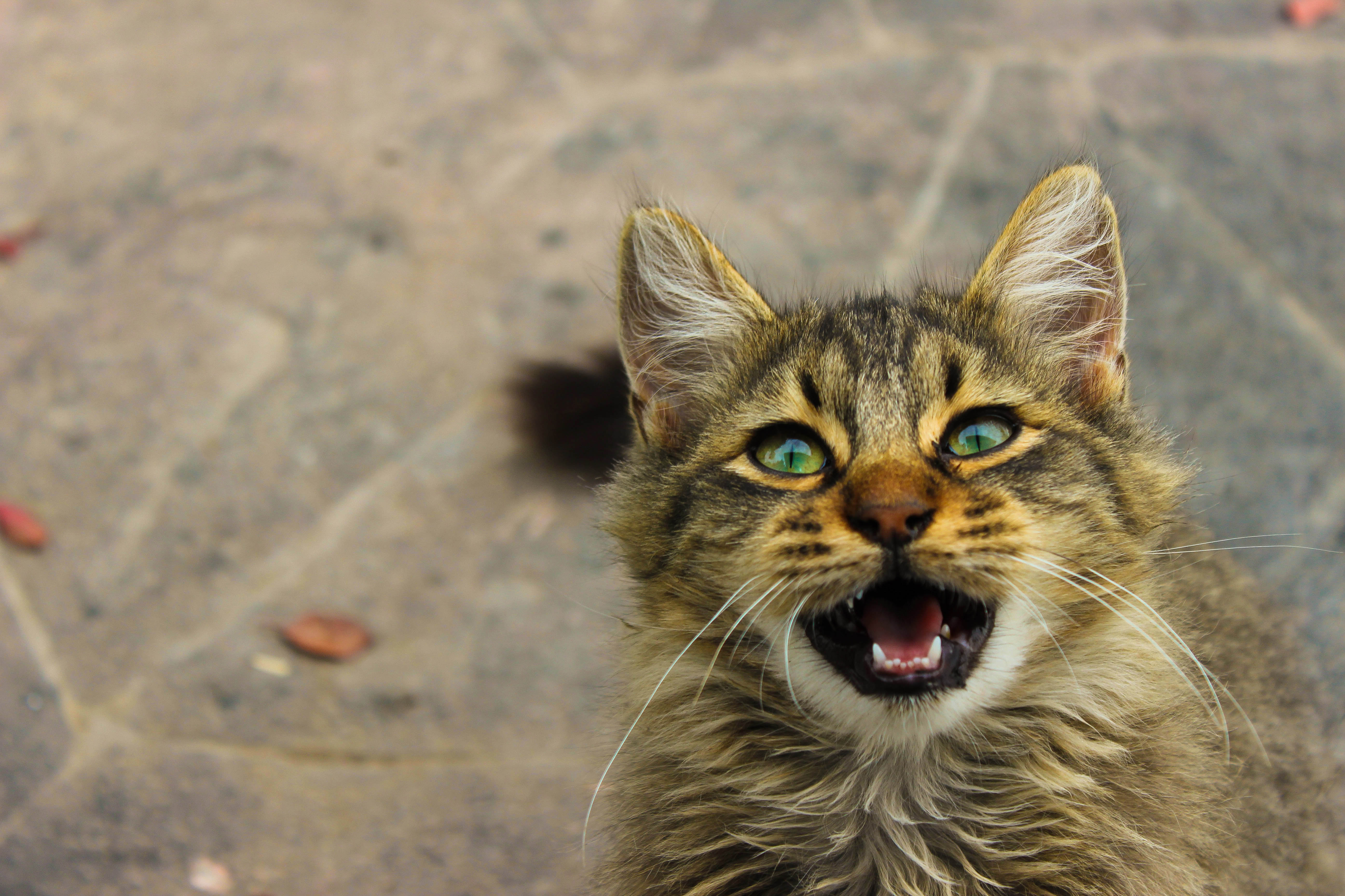 Pamper the pets with these home improvements!