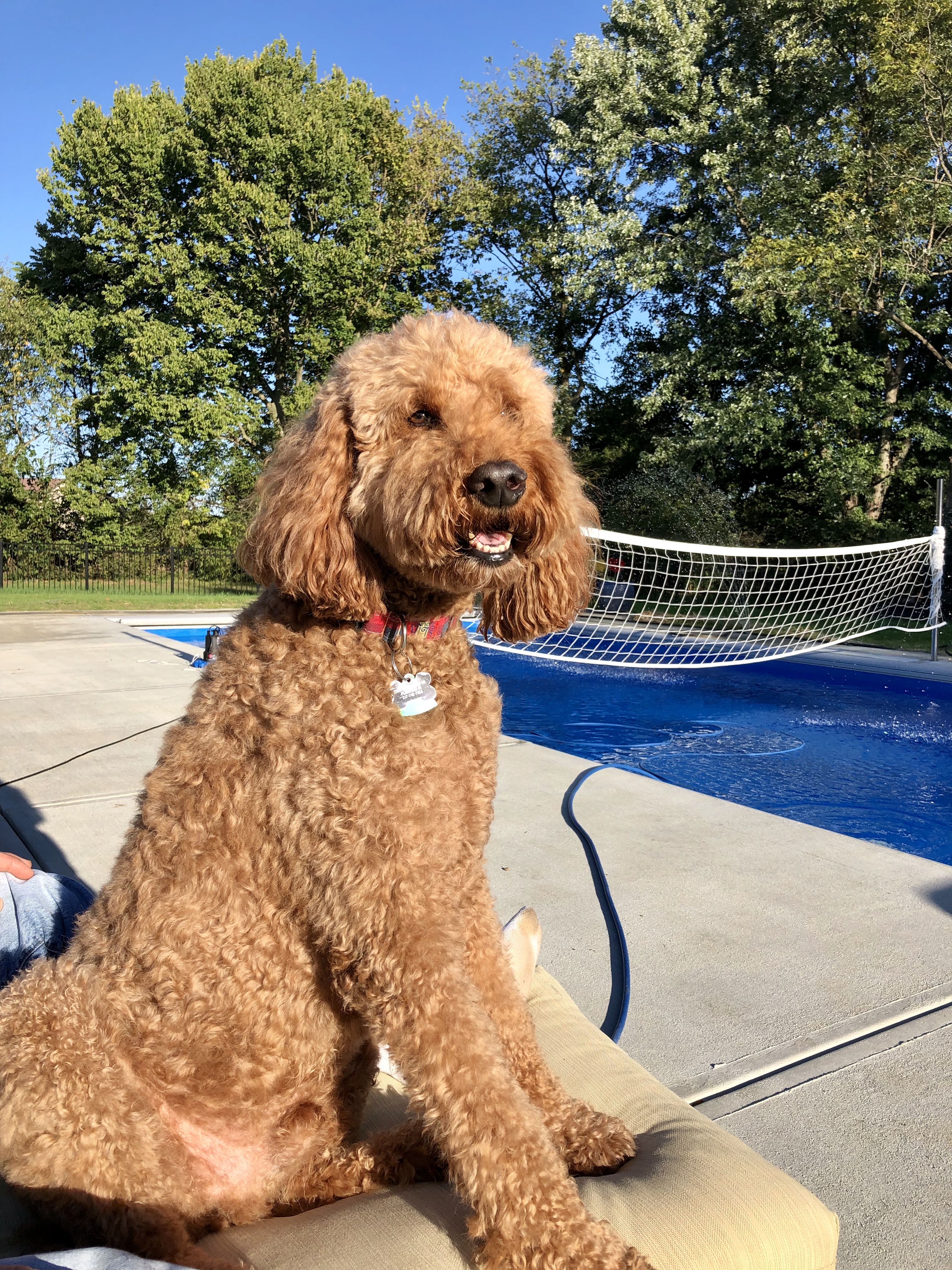 What To Do With Your Pet When Listing Your Home