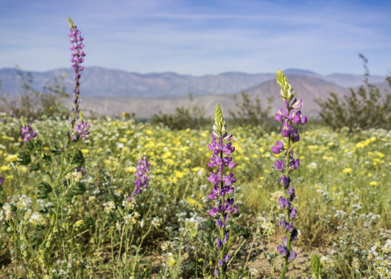 Super Bloom