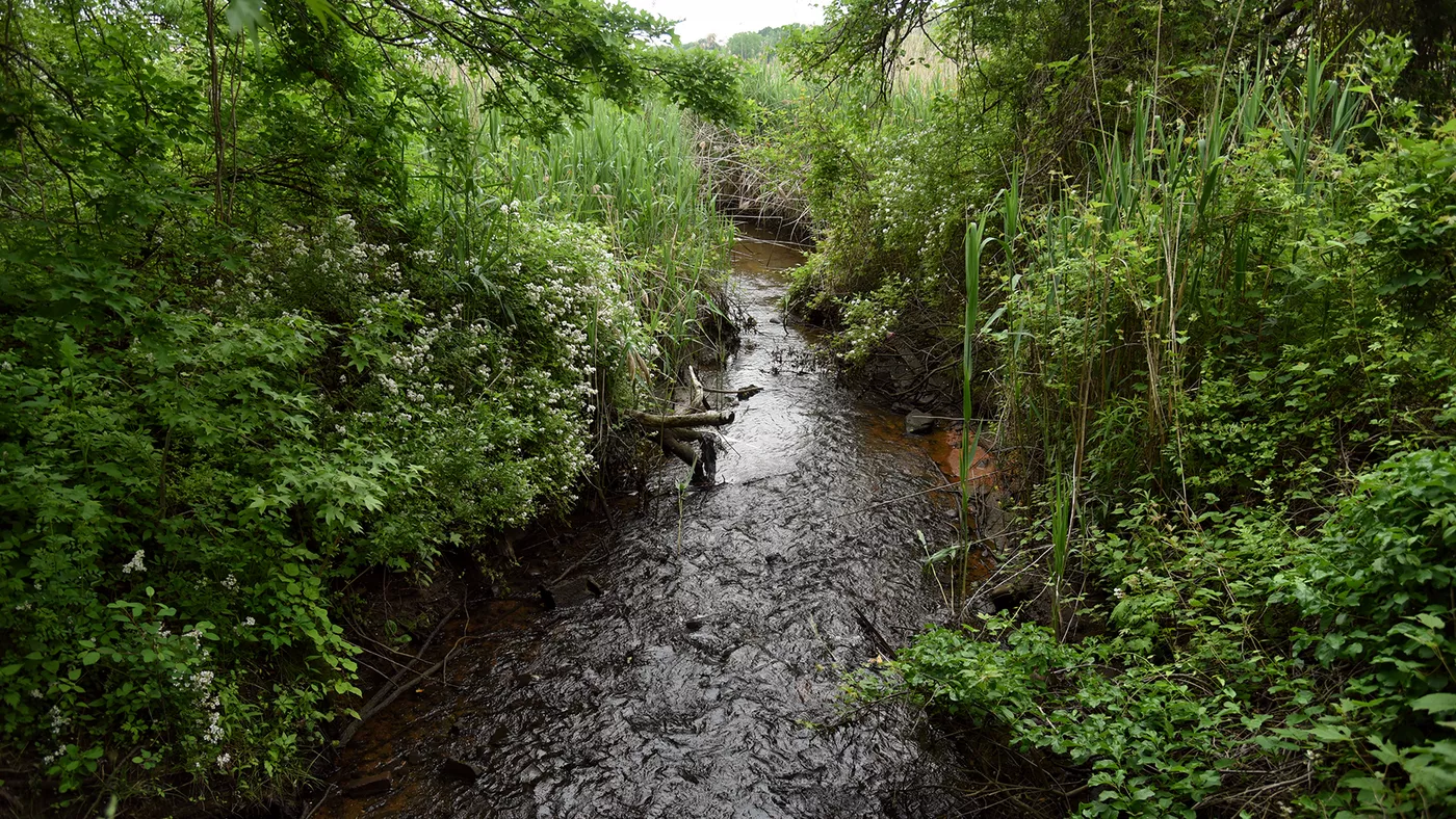 Alley Creek: An Urban Wetland in Queens