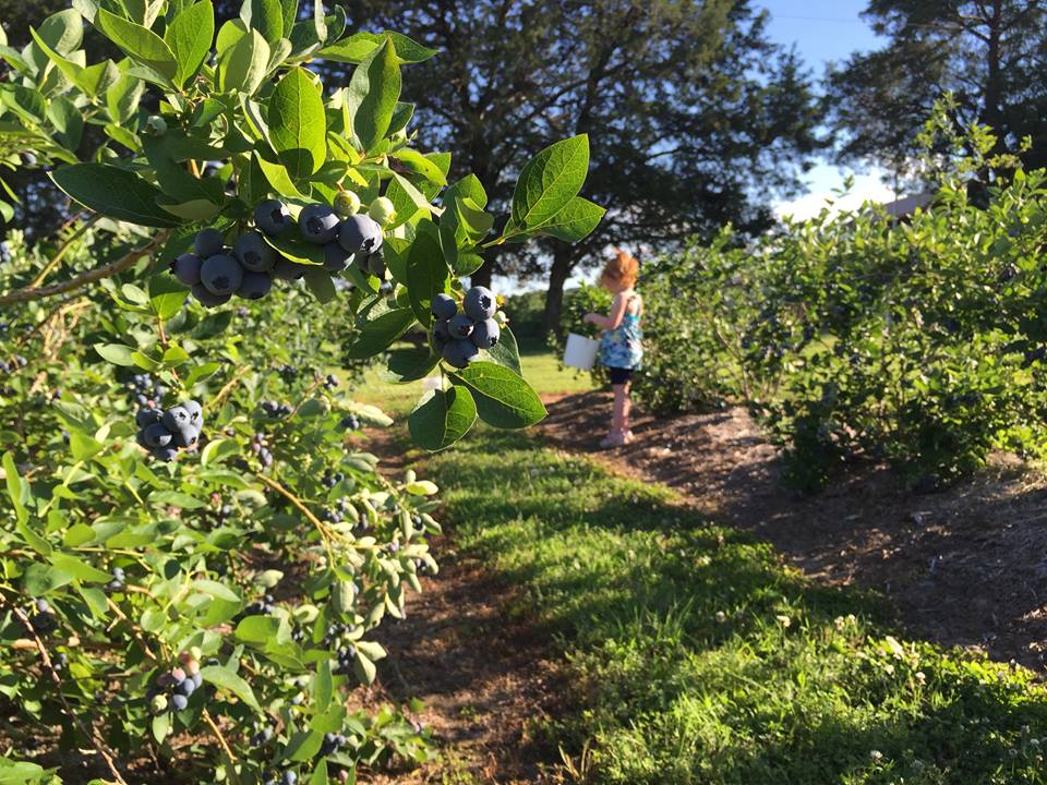 Best Berry Pickin' in the 417!