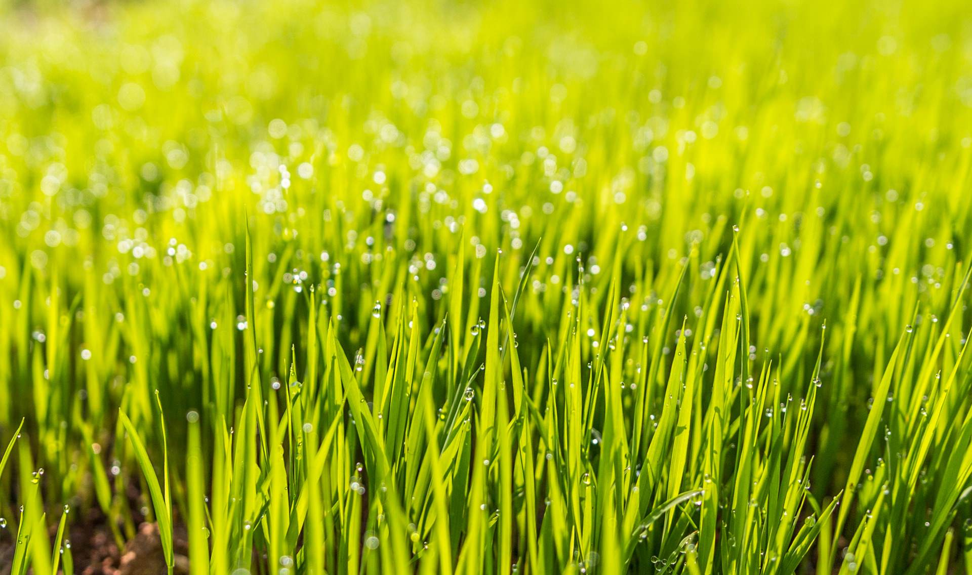 Taking Care of Your Lawn Without Wasting Resources
