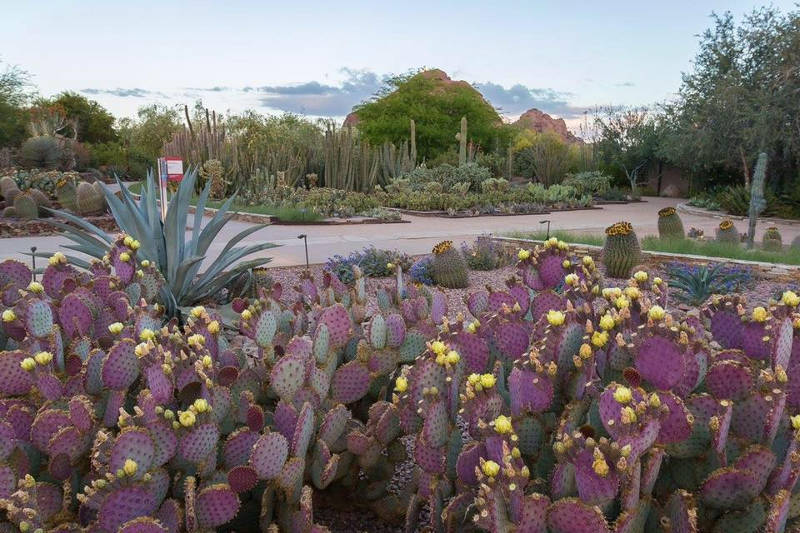 4 Phoenix festivals this weekend: Music, arts and a cactus sale