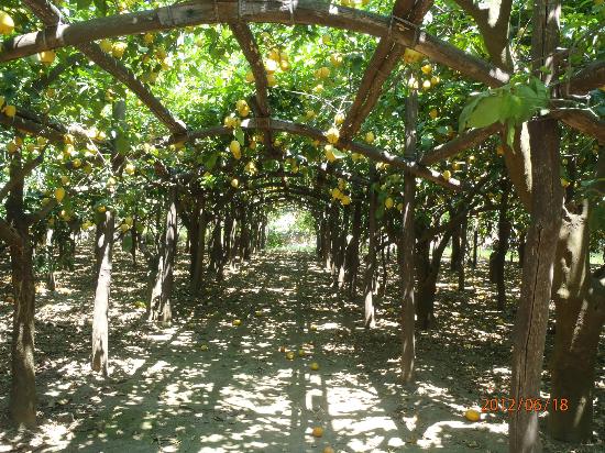 Living In Lemon Grove