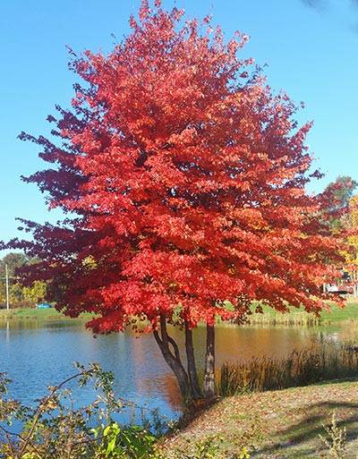  FALL HAS ARRIVED IN HAMPSTEAD