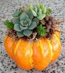 Pumpkins and Succlents Combine as Holiday Decor