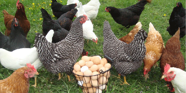 Benefits of Fresh Eggs 