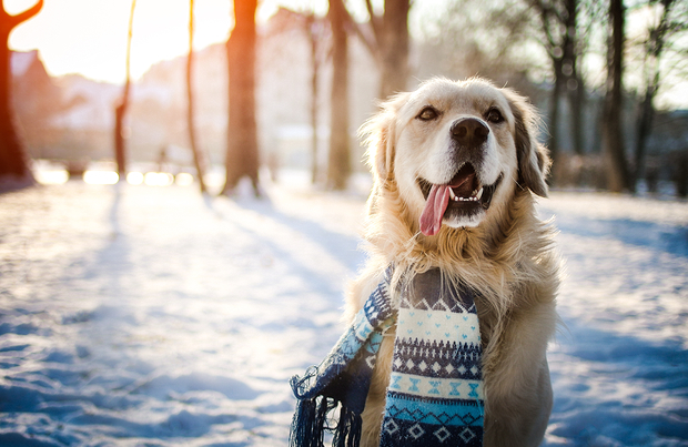 Pet Safety Tips for the Winter