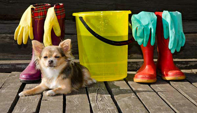 Dog Hazards to Avoid When Spring Cleaning