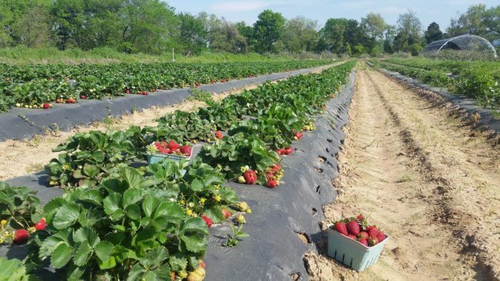 Fruit Farms