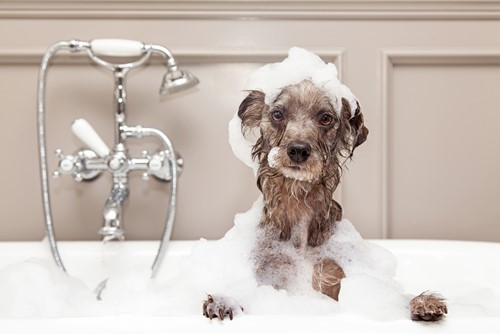 Tips To Keep Your Home Clean With a Dog