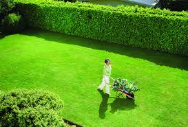 4 Basic Tips on Getting and Maintaining a Healthy Lawn