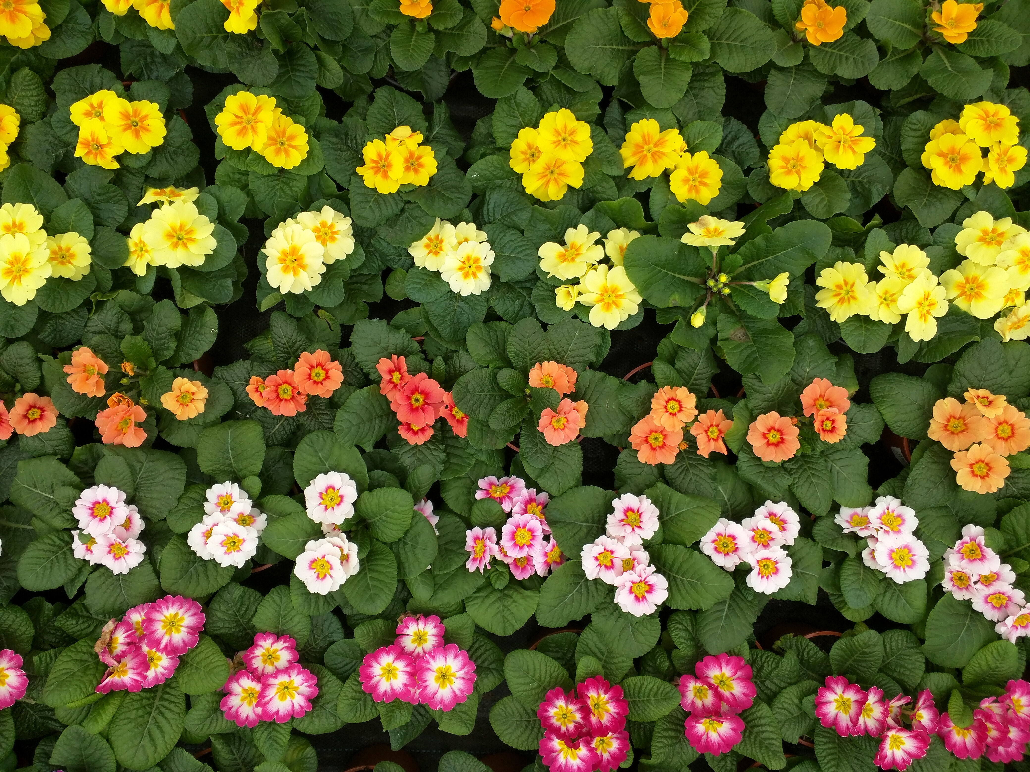 Planning and Planting Raised Flower Beds
