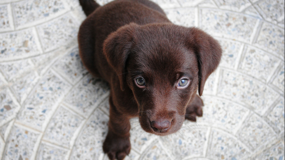 5 Ways to Make Your Home More Comfortable for Your Dog