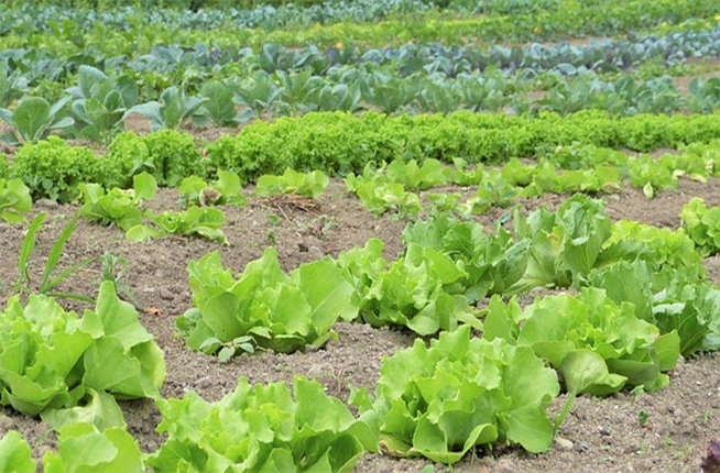 Minnesota Fall Vegetables, Gardening, & House Hunting