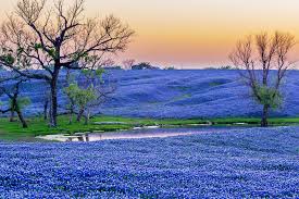 Where to see the best spring blooms in DFW