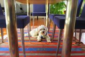 8 Ways to Get Rid of Awful Pet Smells That Turn Off Buyers